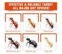 Liquid Ant Baits